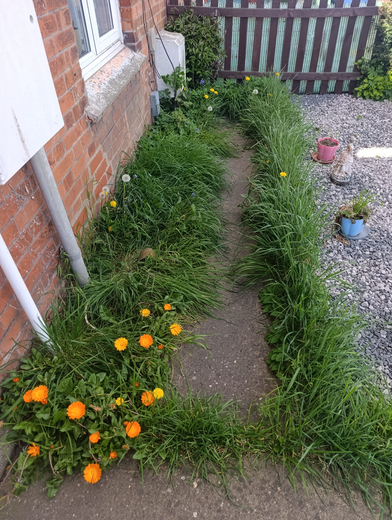 Garden before